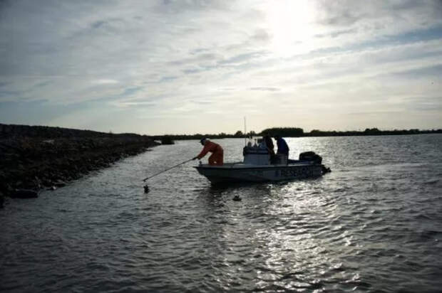 Как молодой лосось преодолевает опасности на пути к морю