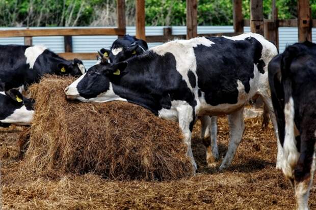 Больше мяса, меньше молока: в Приморье увеличился выпуск сельхозпродукции