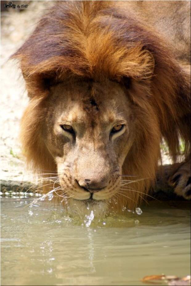 Львы (лат. Panthera leo) (англ. Lions)