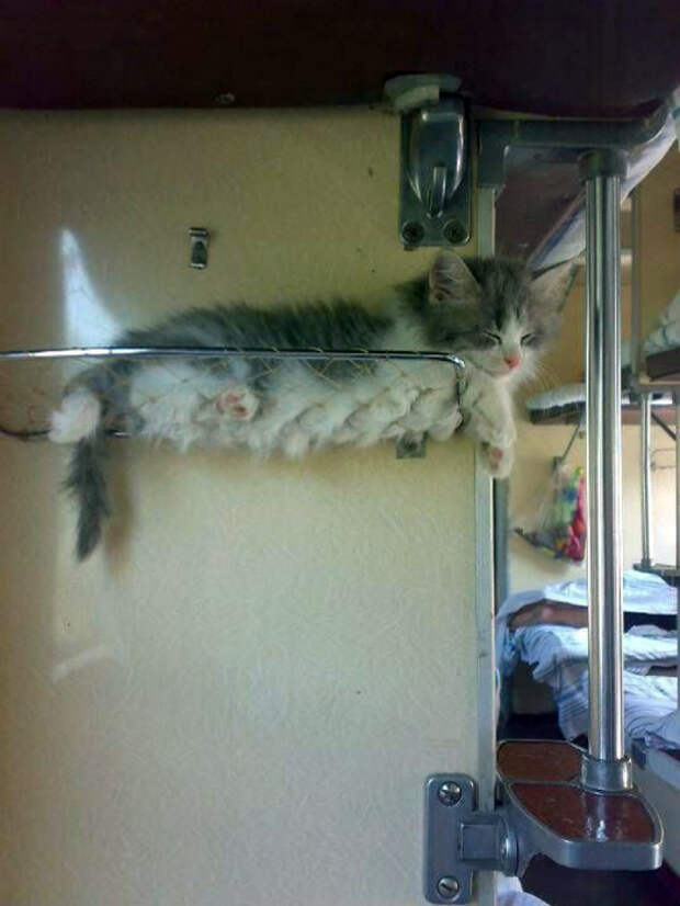 Полка для котенка. Полка для котенка.