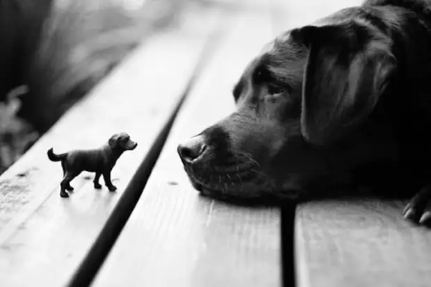 Эволюция мозга