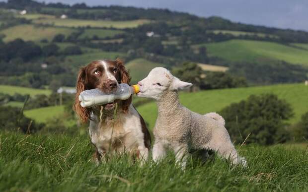 Пес помогает кормить молоком осиротевших ягнят (9 фото)