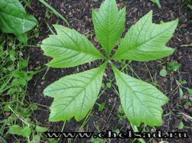 ФОТО Роджерсия подофилолистная сорт Ротлауб