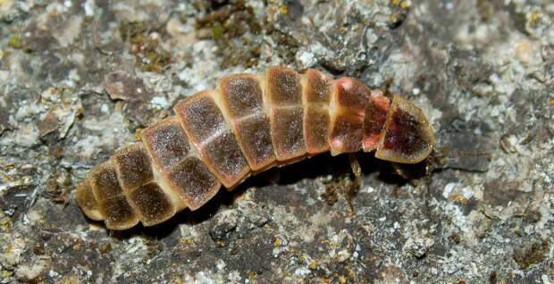 Магия живого света Магия живого света биолюминесценция, животные, насекомые, свет, свечение
