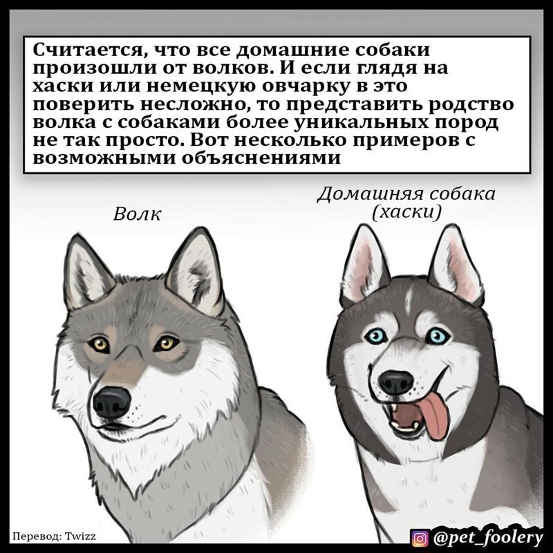 Волк + пухлый тролль: художник представил и нарисовал, как появились на свет разные породы собак Бенджамин Хед, Порода, животные, интересно, рисунок, собака