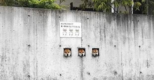 Японские собаки-сторожа стали главной местной достопримечательнстью достопримечательности, животные, забавно, необычно, смешно, собаки, шиба ину, япония