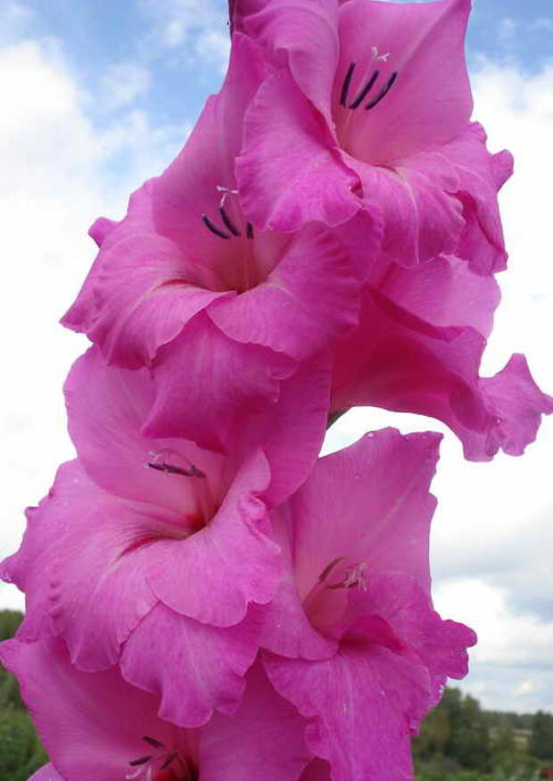 фото гладиолуса Фиделио