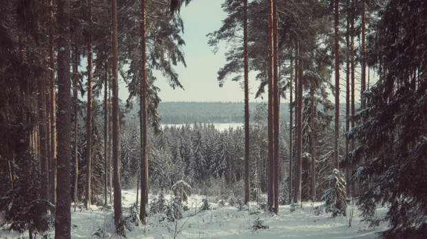 Надежды нет? Тепловизоры засекли свечение в поисках пропавших в тайге Усольцевых