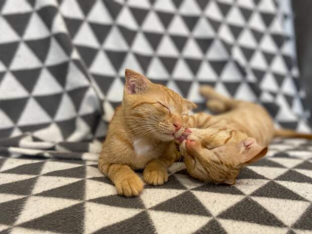 Тайная жизнь инспектора ДПС из Твери полна добра