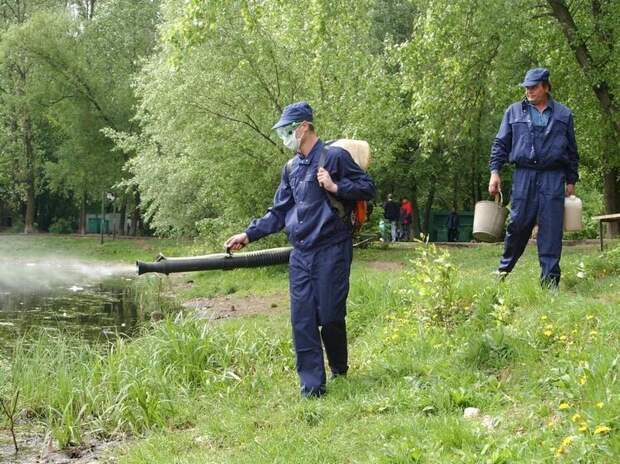 В центральной России зафиксирована вспышка дирофиляриоза: комары переносят паразитов