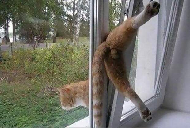 20 котов, которые искали приключений и… нашли