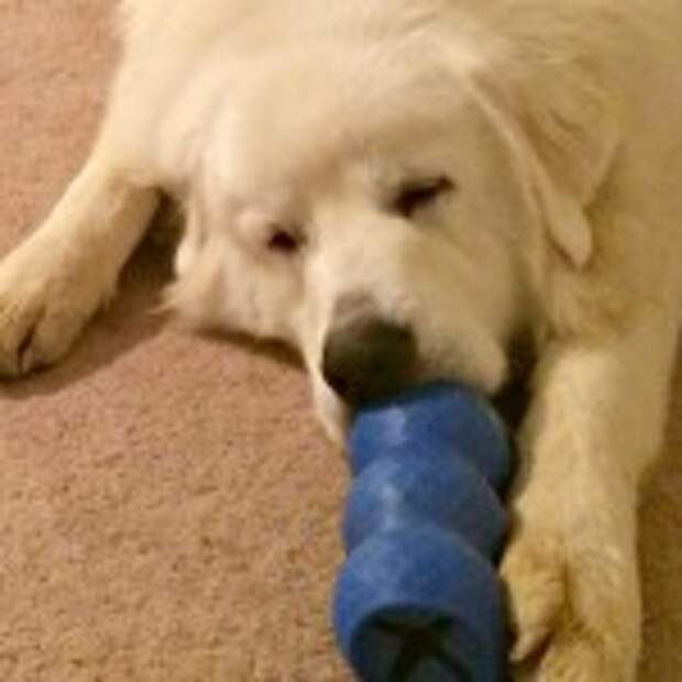 Great Pyrenees