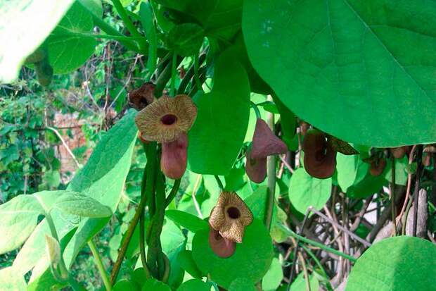 Лекарственное растение Кирказон ломоносовидный (Juglans regia)