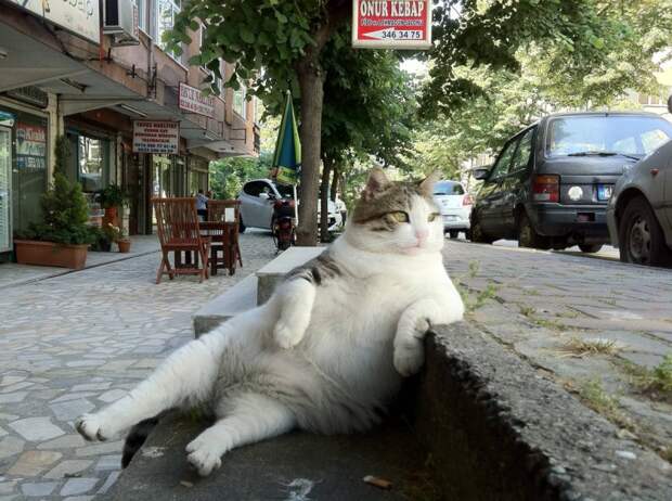 catrules01 800x597 15 правил жизни настоящего кота