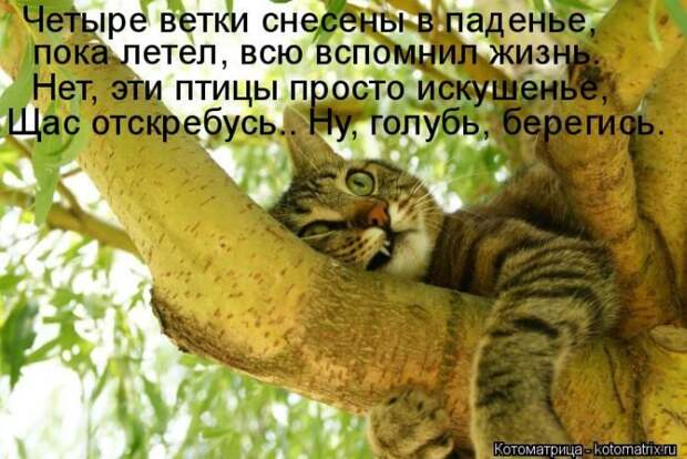 Лучшие котоматрицы недели