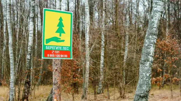 Минприроды предложило продлить проект «Сохранение лесов»