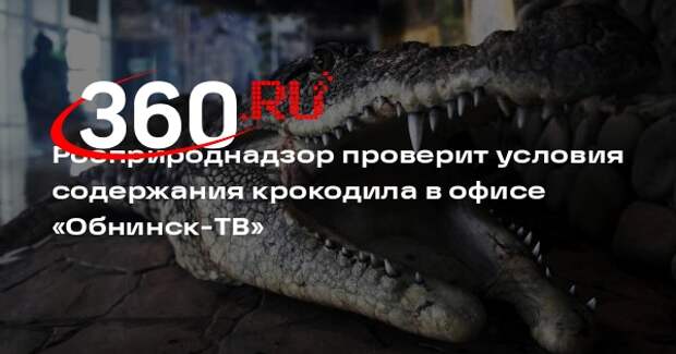 Росприроднадзор проверит условия содержания крокодила в офисе «Обнинск-ТВ»