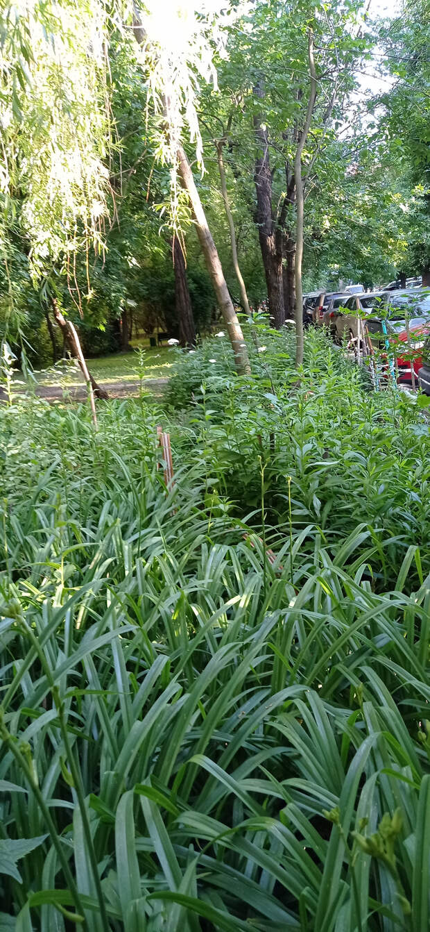 Сад во дворе за июнь.