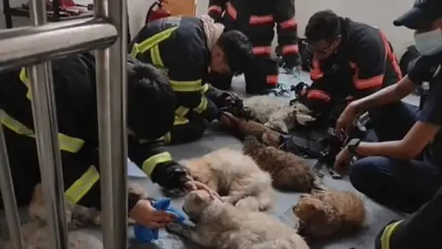 Пожарные в Сингапуре реанимировали 13 кошек, спасенных из горящей квартиры