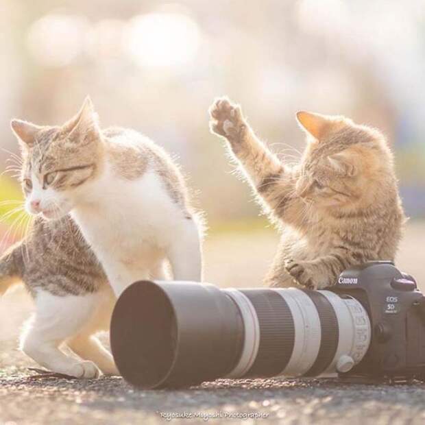 Котята и фотоаппараты: милая фотосерия фотографа из Японии