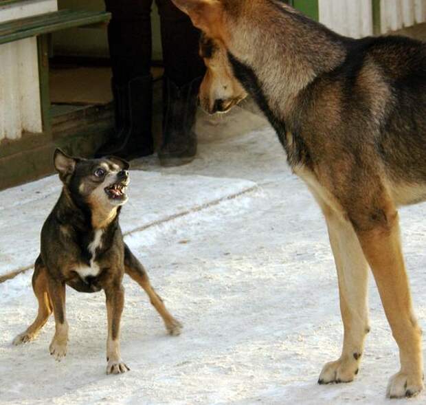 Петербург оказался в топе регионов с гуманным отношением к бездомных животных