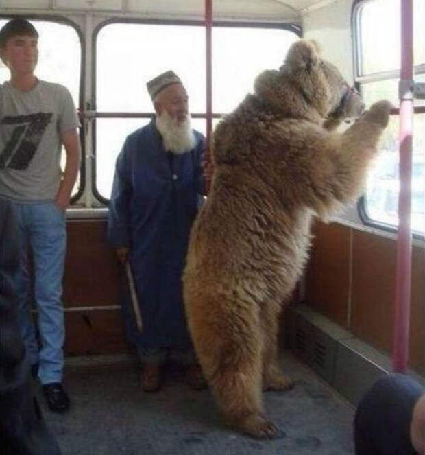 Пушистый пассажир. Пушистый пассажир.