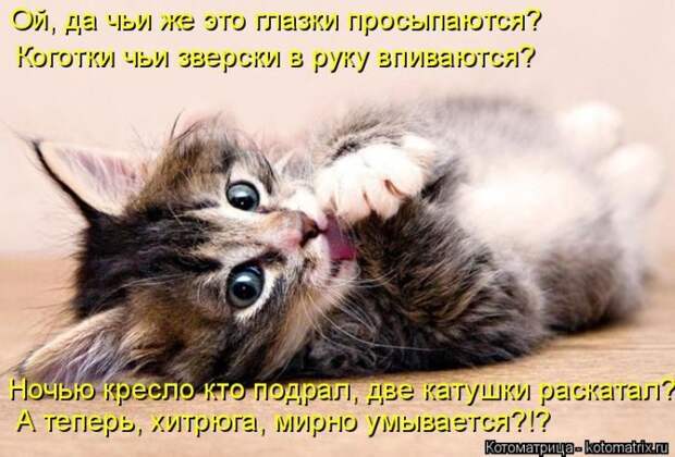Лучшие котоматрицы недели (50 фото) Лучшие котоматрицы недели
