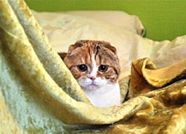Кошки и Котята 189