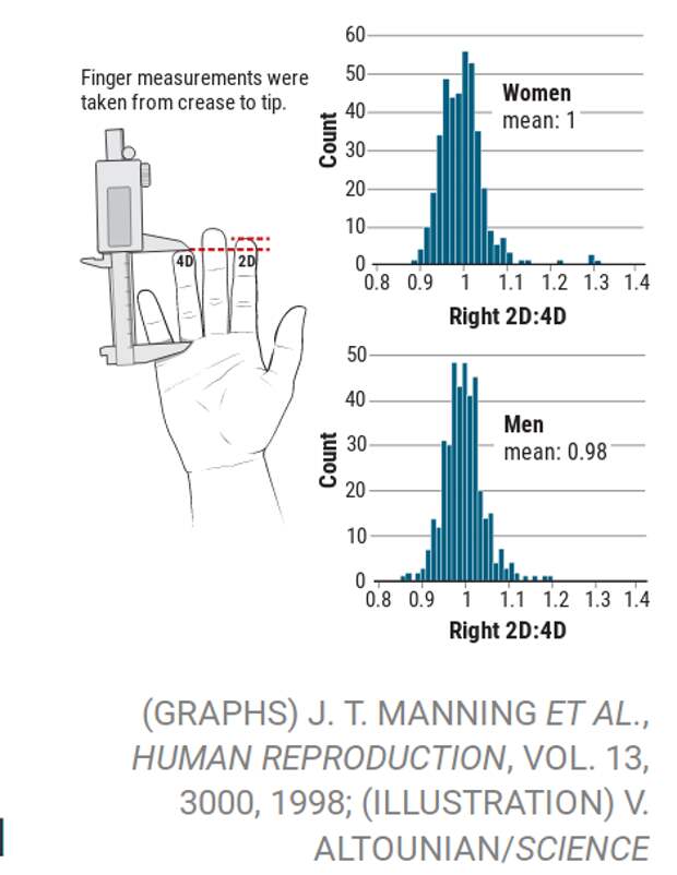 В исследовании Джона Мэннинга и его коллег, проведенного в 1998 году, сравнивающего длину указательного (2D) и безымянного (4D) пальцев, было обнаружено тонкое различие между полами, которое они и другие приписывали гормонам, влияющим на раннее развитие плода.