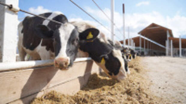 Государственная поддержка на производство сырого молока в регионе увеличена более чем на треть в 2026 году