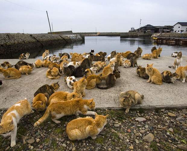 Японский остров кошек.