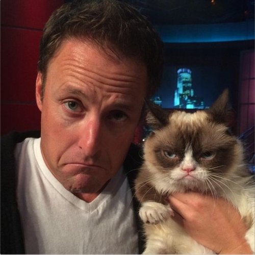 Grumpy Cat за 2 года обогатила свою хозяйку на 100 миллионов долларов (20 фото)