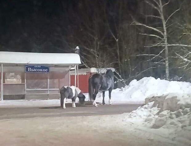 В Высоком Тульской области замечены гуляющие лошадь с жеребёнком необычного окраса
