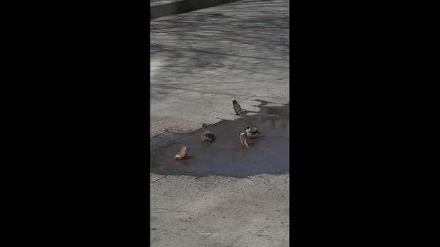 Тепло сегодня в Донецке https://t.me/webmoney_dn/320173Video: Клип