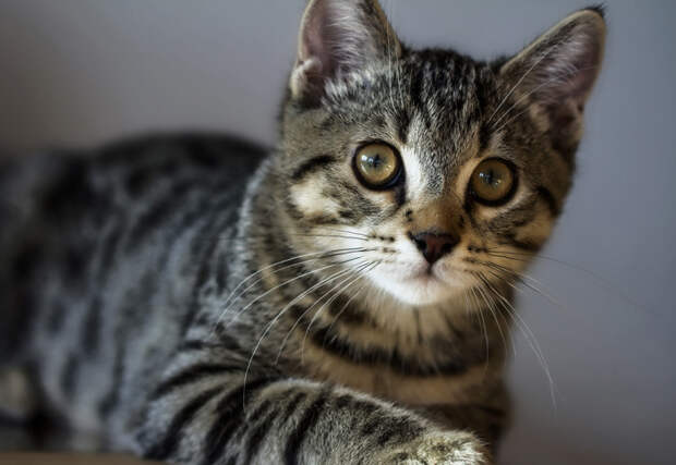 Американская жесткошерстная кошка. \ Фото: catspaw.ru.