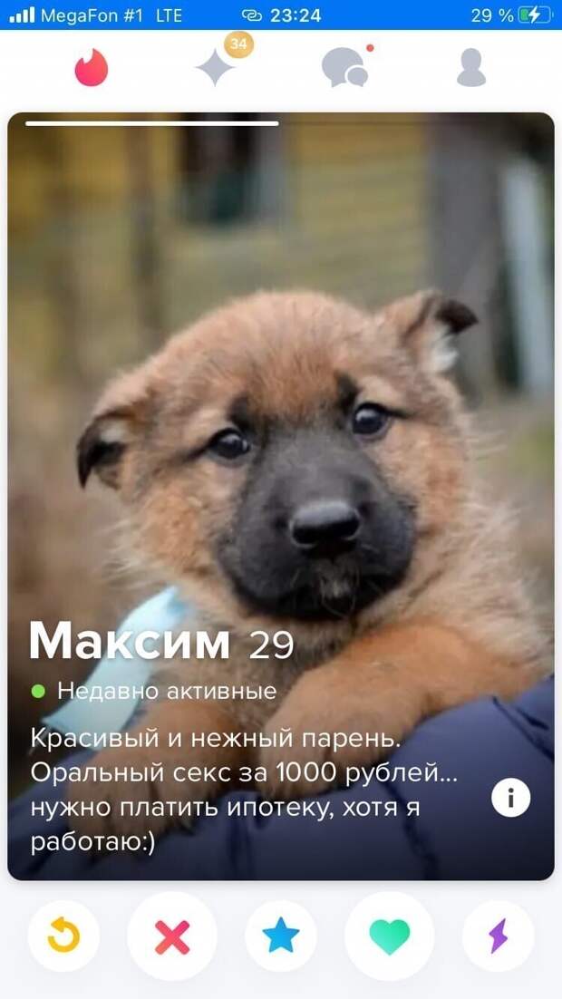 2. Песиков тоже все любят 2. Песиков тоже все любят