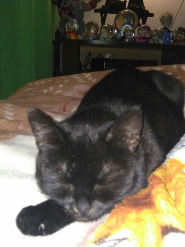 поомщь кошке чёрная кошка