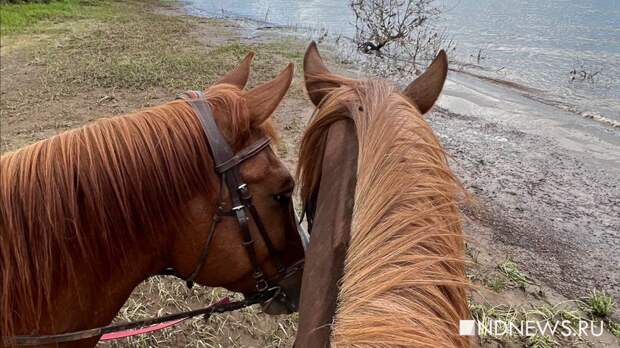 Уральские ученые рассказали, как древние люди заставили лошадей быстрее размножаться
