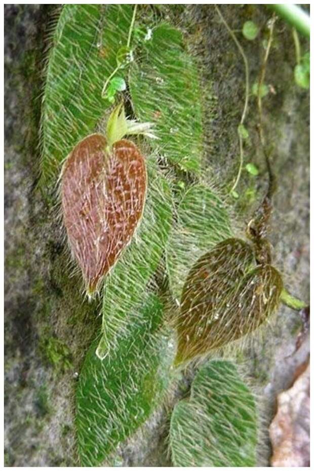 Ficus villosa - волосатое растение Ficus villosa - волосатое растение