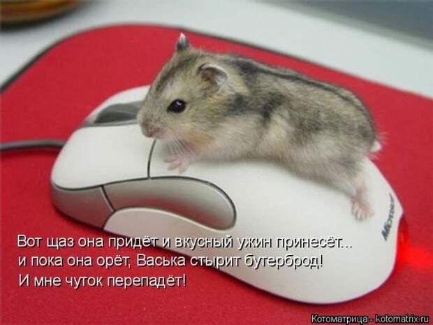 Лучшие котоматрицы недели (50 фото)