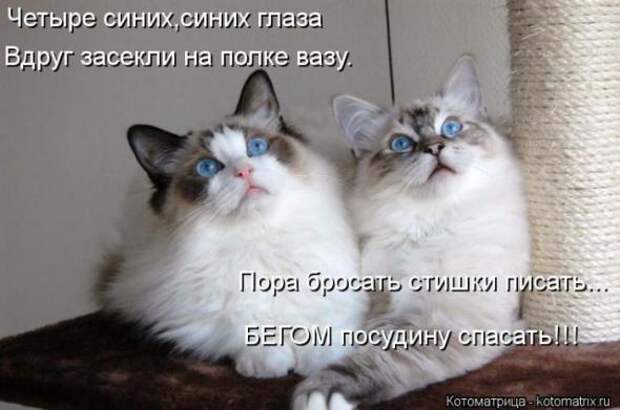 Котоматрицы (картинки с надписями)