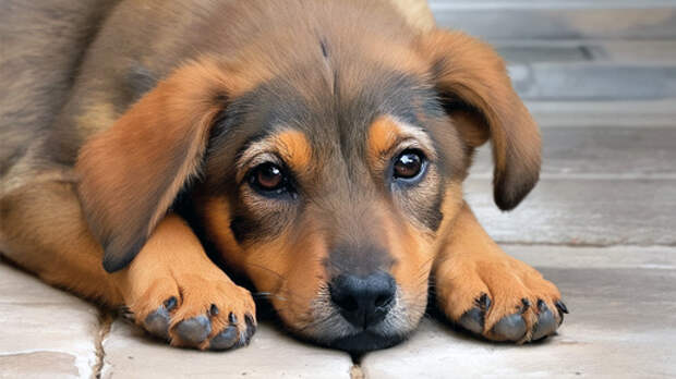 Ветром принесло