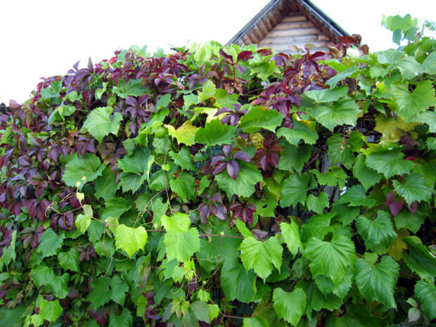 Девичий виноград зеленый забор растительная ширма ландшафтный дизайн