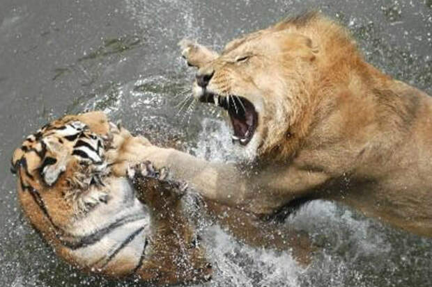 Лев против тигра: кто на деле царь зверей