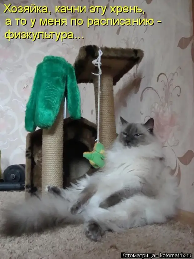 Лучшие котоматрицы