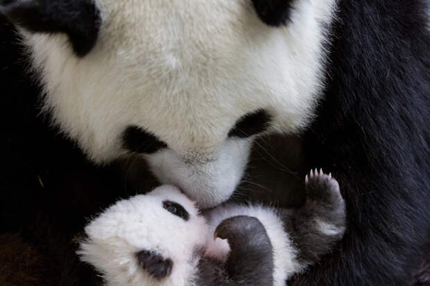 Детеныш панды с мамой в зоопарке в Берлине, Германия