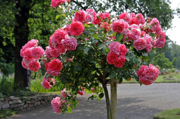 rosarium-uetersen.jpg