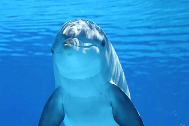 Спасенного в Крыму дельфина в ближайшее время выпустят в море