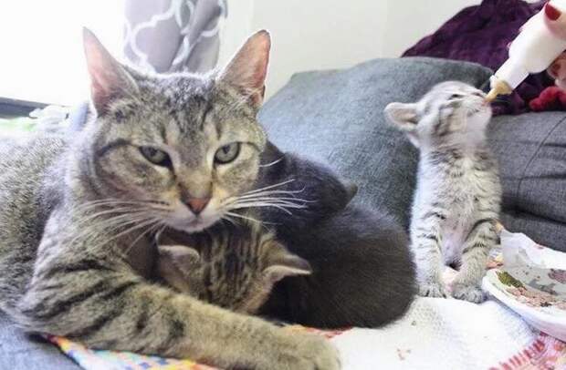 помощь кошке с котятами кошка с котятами