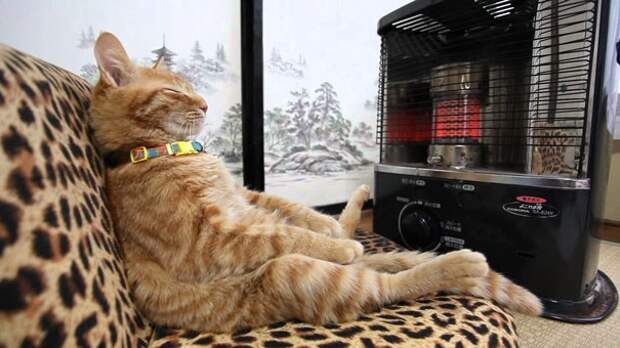 кошки которые любят тепло, кошки и солнце
